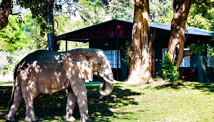 Full-board en-suite chalet near the pool and water hole
